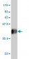PPIL1 Antibody (monoclonal) (M01)